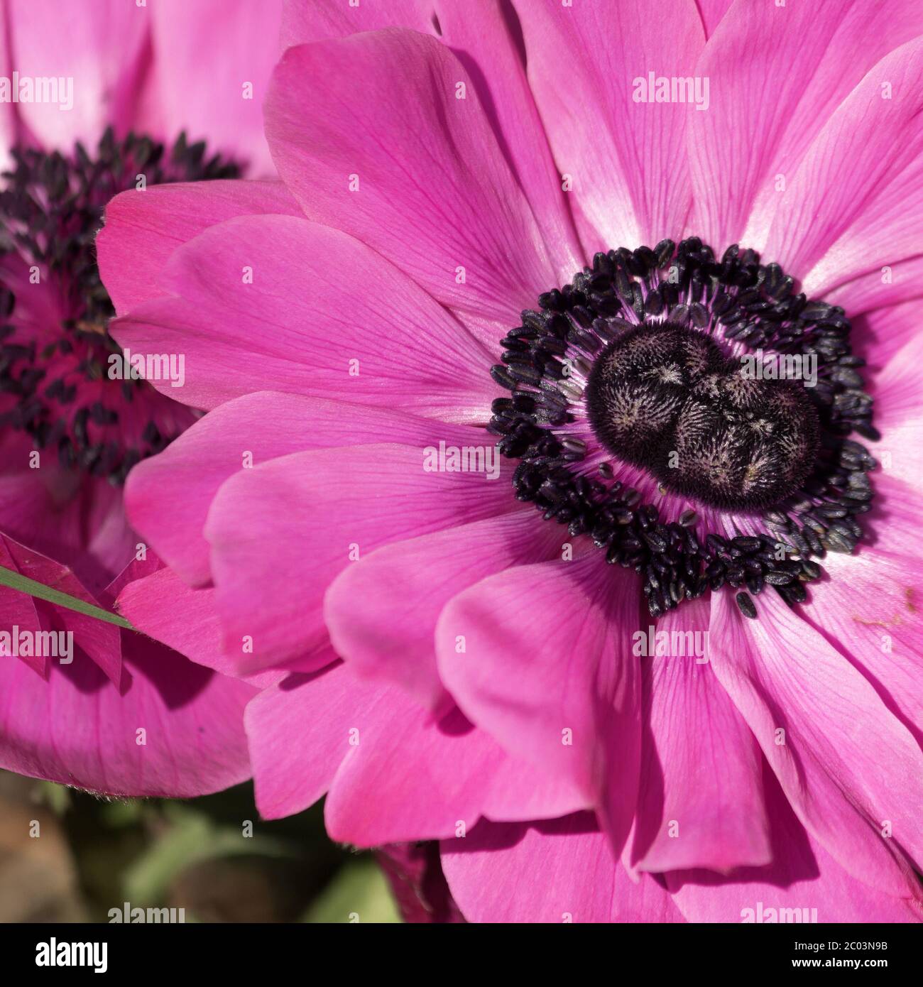 Anemoni colorati fioriscono Foto Stock