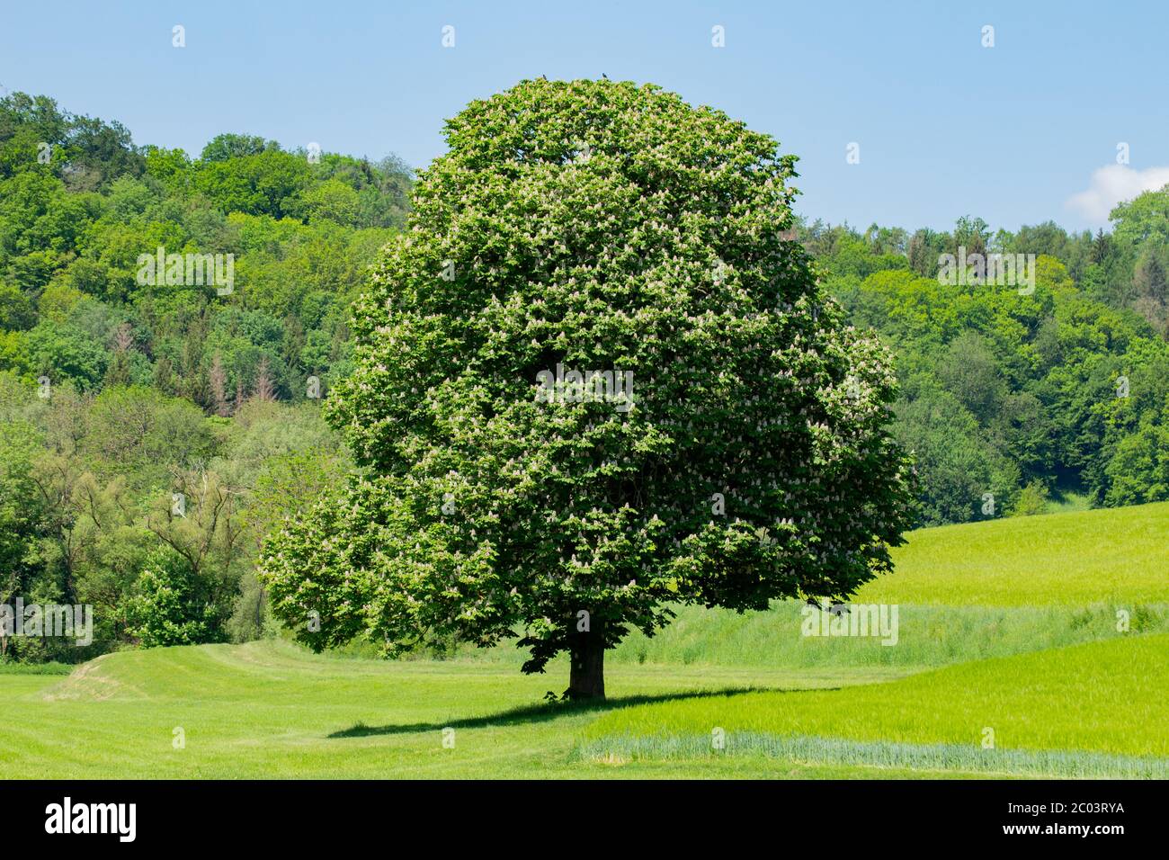 Bel castagno sagomato in piena fioritura su un prato con colline boschive sullo sfondo Foto Stock