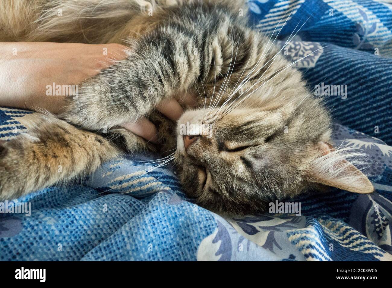 Gatto shorthair europeo che dorme Foto Stock