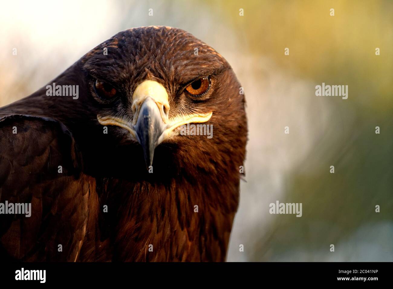 La steppa Aquila è un uccello da preda Foto Stock