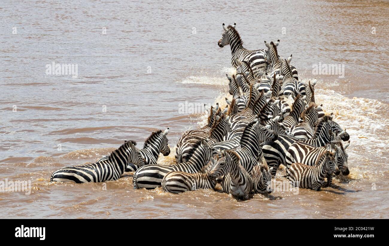 Una mandria di zebra attraversa il fiume Mara durante la Grande migrazione annuale nel Masai Mara, Kenya. Foto Stock