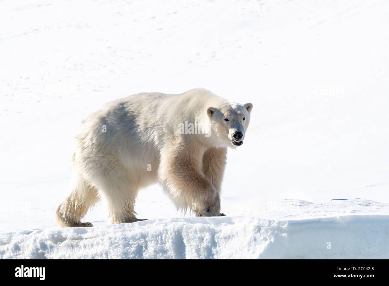 Orso polare maschile adulto, Ursus maritimus, sulla neve di Svalbard. Questa specie ha una popolazione in diminuzione ed è considerata vulnerabile. Foto Stock
