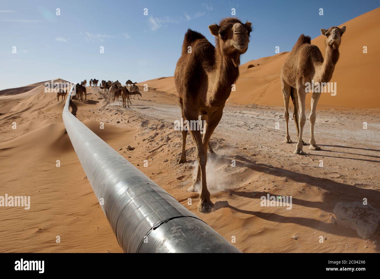 Cammelli che camminano su un tracciato costruito da una società di esplorazione petrolifera accanto ad un oleodotto di esportazione del petrolio il deserto del Sahara, Nord Africa. Foto Stock