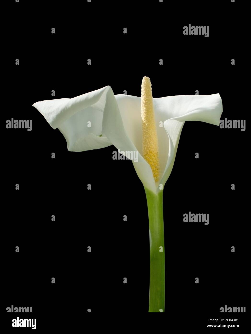 Singola bianco calla fiore Foto Stock