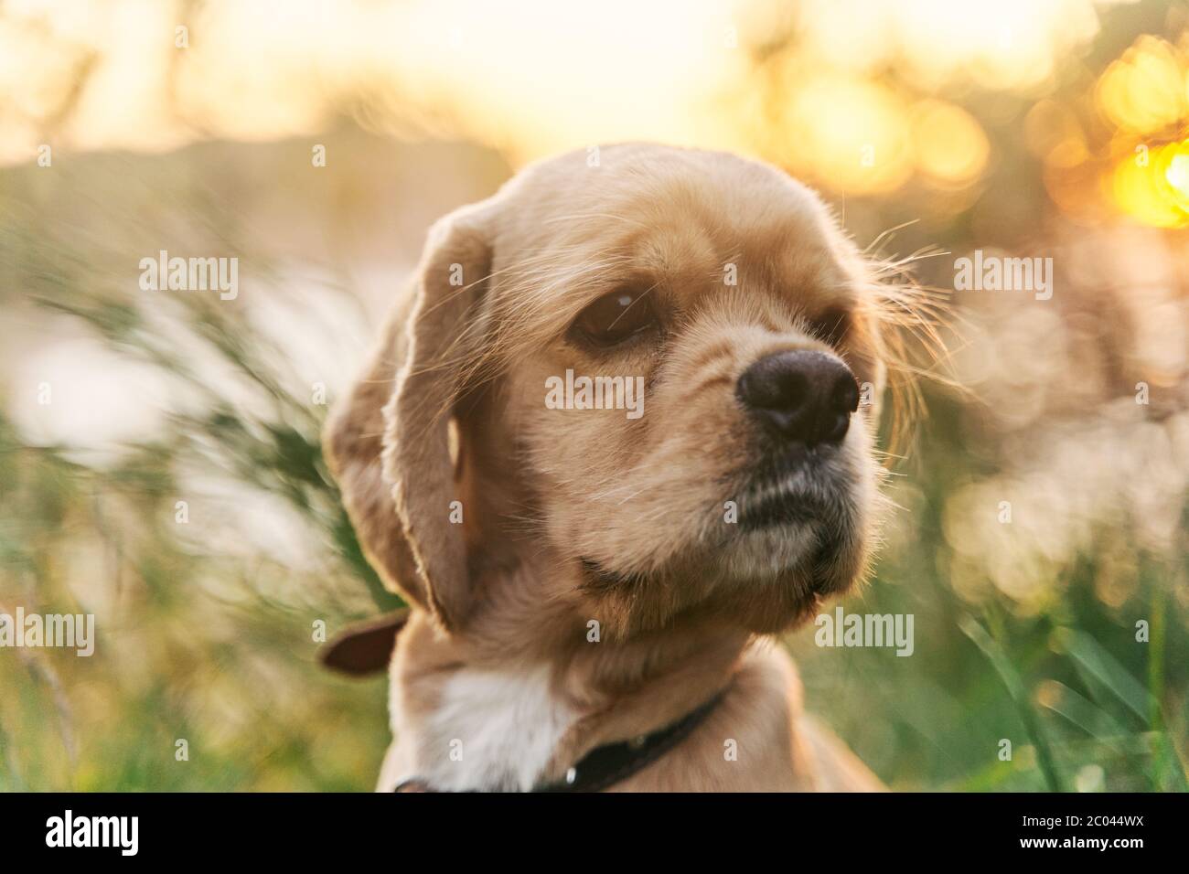 Un giovane cocker americano spaniel è seduto sull'erba al tramonto. Foto Stock