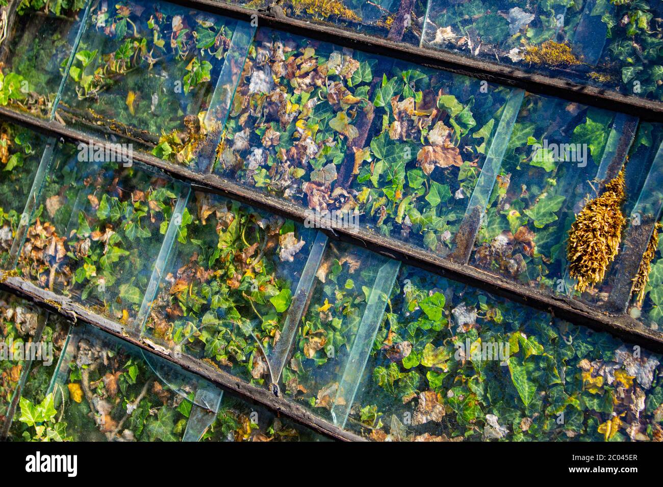 Vecchio pannello di vetro con edera che cresce dietro di esso come sfondo Foto Stock