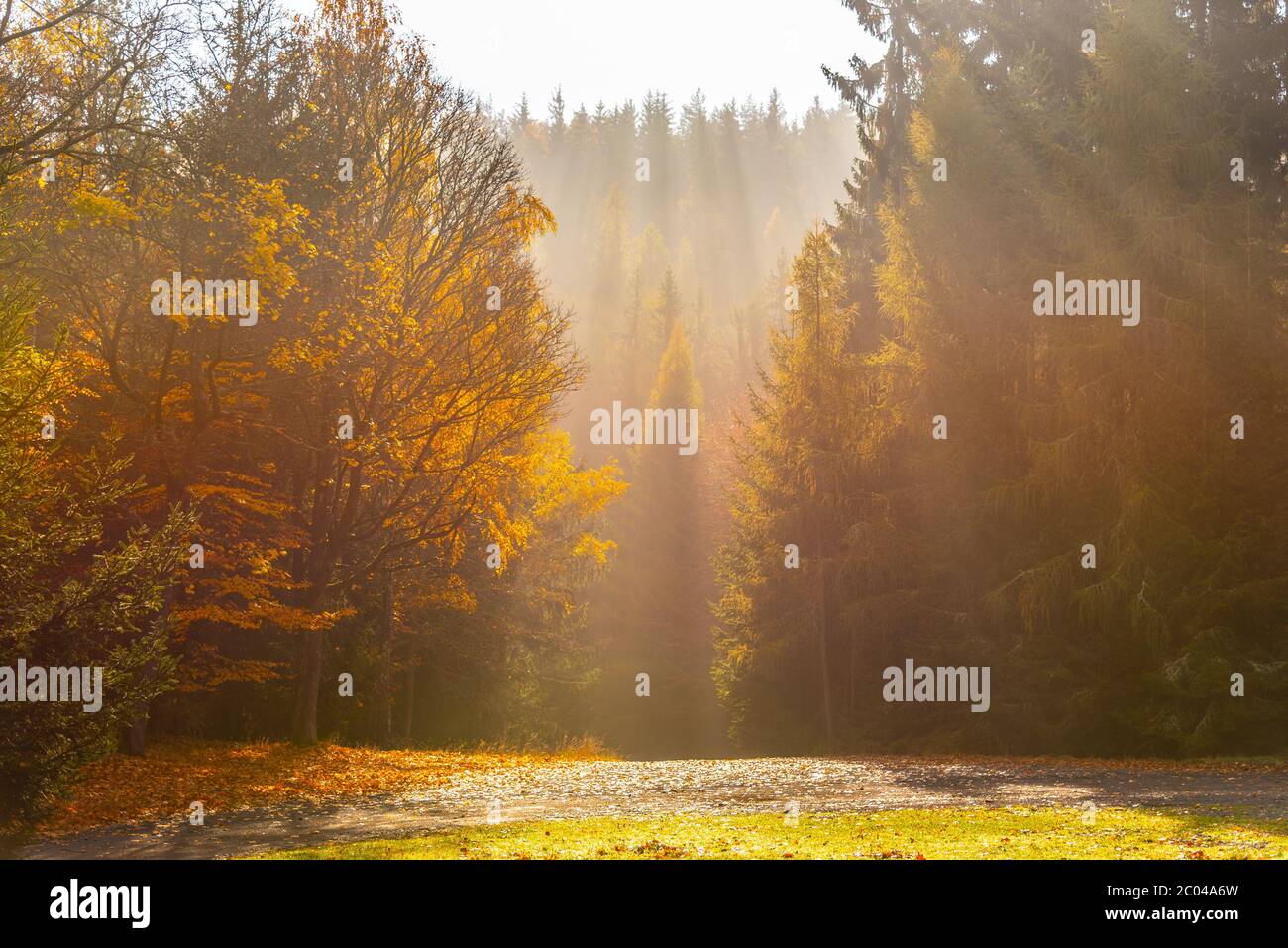 Scenario della foresta d'autunno. Raggio di luci in tormentata mattina. Foto Stock