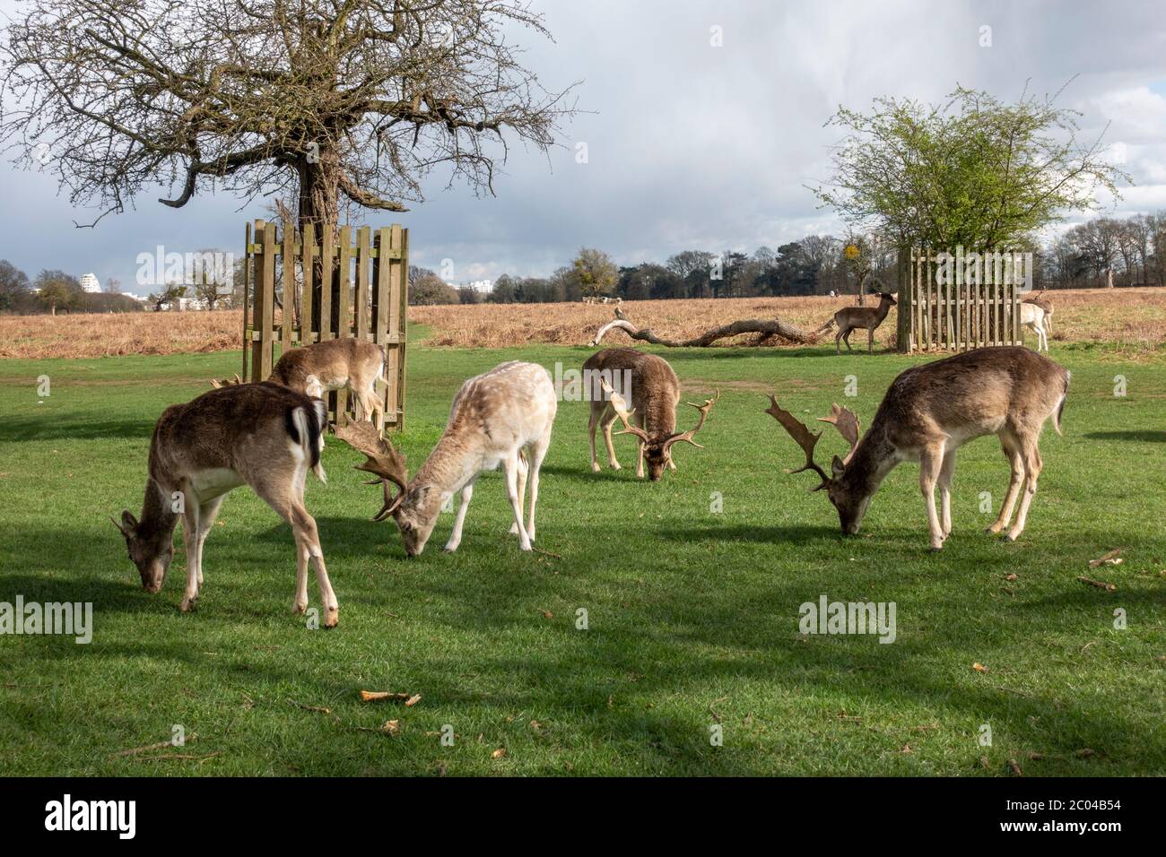 Un gruppo di cervi allenti a Bushy Park, Richmond upon Thames, Regno Unito. Foto Stock