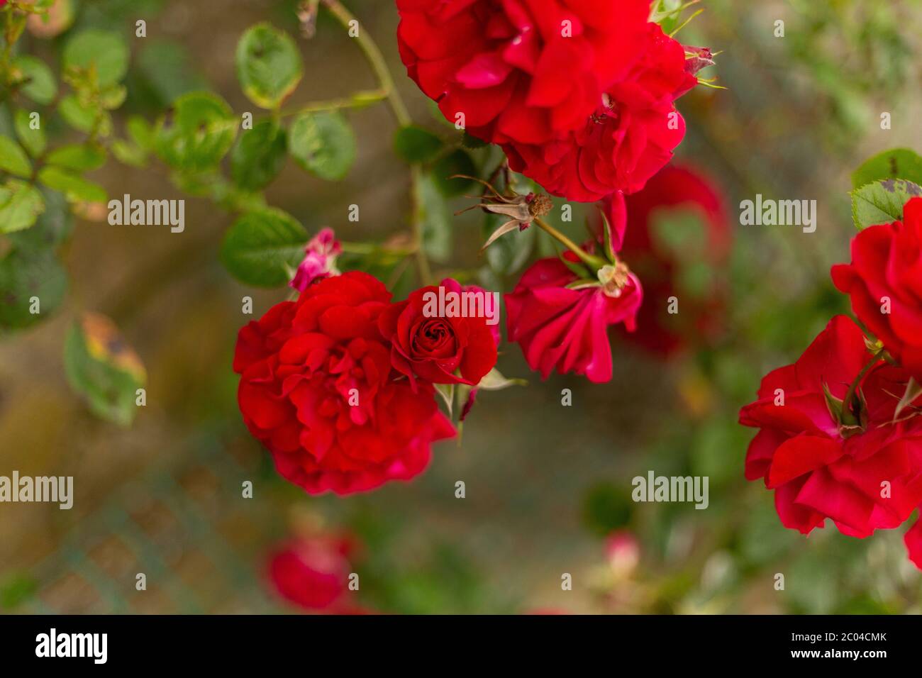 Red Arrampicata Rose fioritura Foto Stock
