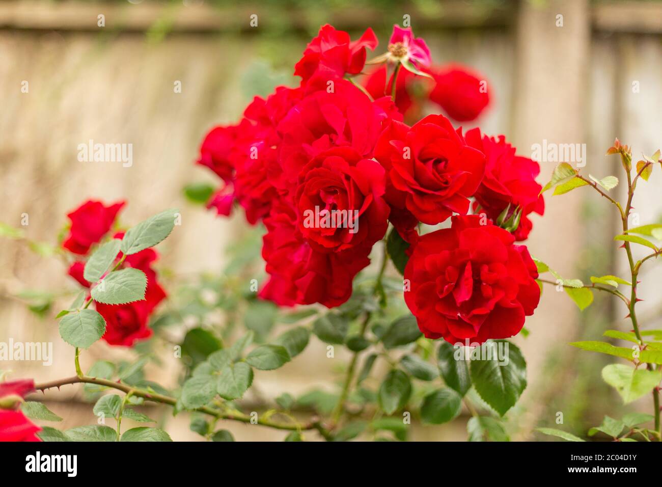 Red Arrampicata Rose fioritura Foto Stock