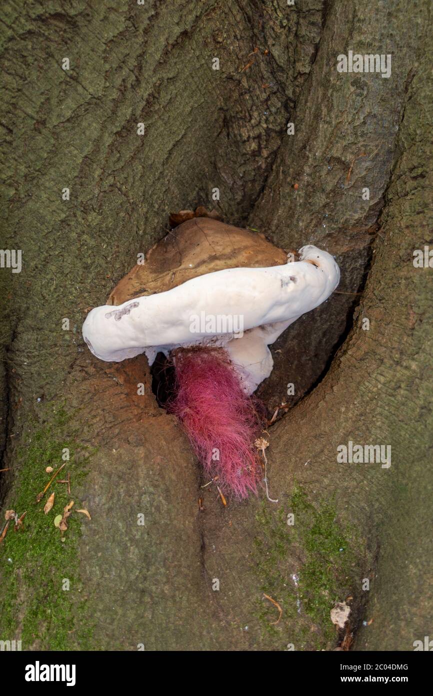 Primo piano di funghi sconosciuti vicino ad Albury, Surrey, Inghilterra, Regno Unito. Foto Stock