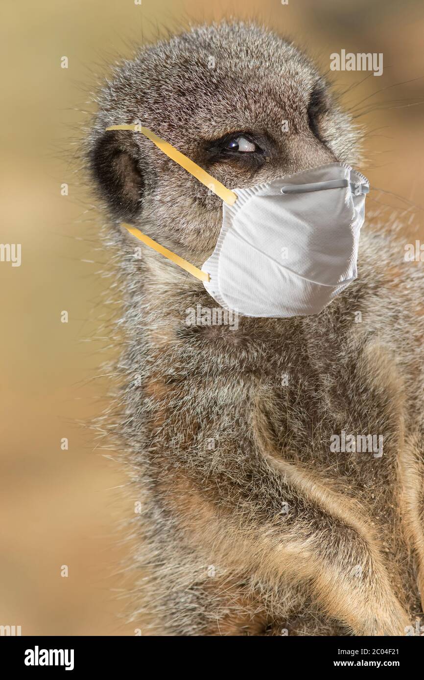 Meerkat stare al sicuro indossare una maschera protettiva in pubblico. Immagine concettuale di Covid19 coronavirus social distancing. Persona che indossa un maschera facciale protettiva Foto Stock