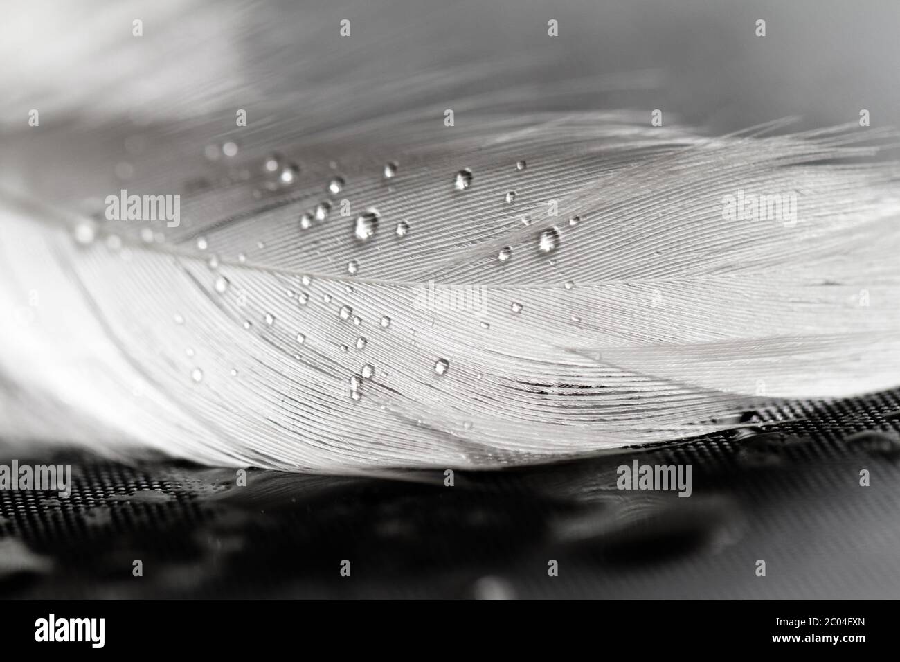 Bianco con piume di gocce di acqua su sfondo grigio Foto Stock