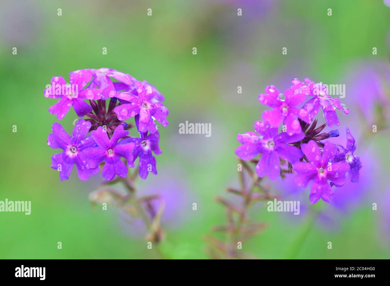 Fiori viola Verbena in fiore, nota selezionare fuoco a sinistra con profondità di campo poco profonda Foto Stock