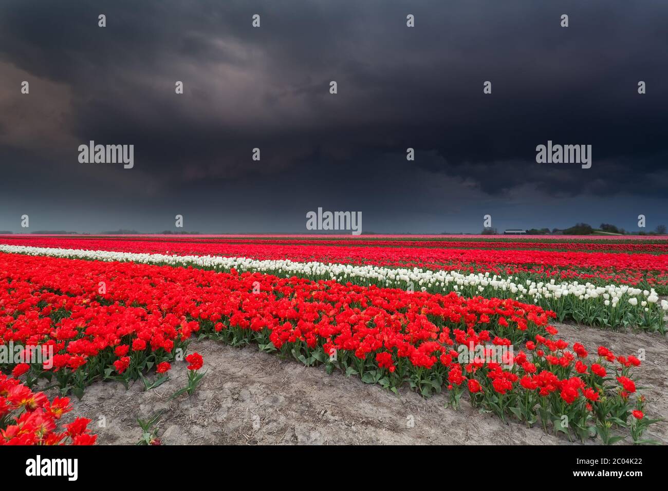 cielo scuro tempestoso sul campo di tulipani Foto Stock
