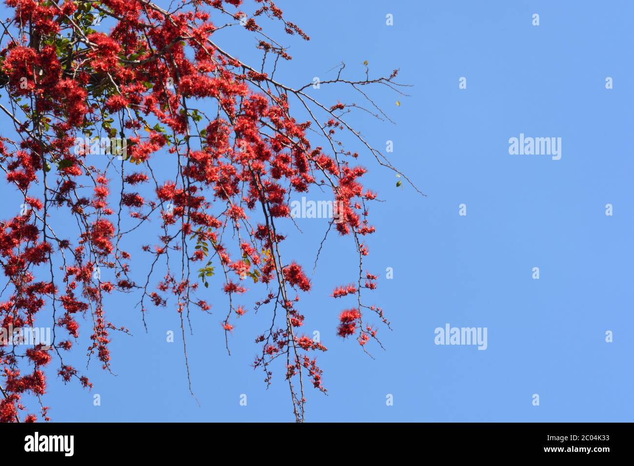Albero di fiore di scimmia, fuoco del Pakistan o Phyllocarpus septentrionalis, nota selezionare fuoco la sinistra con profondità di campo poco profonda Foto Stock