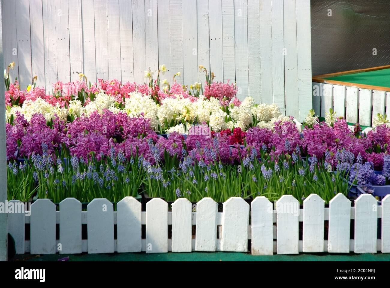 Fiori temperati da recinto bianco picket circondato Foto Stock