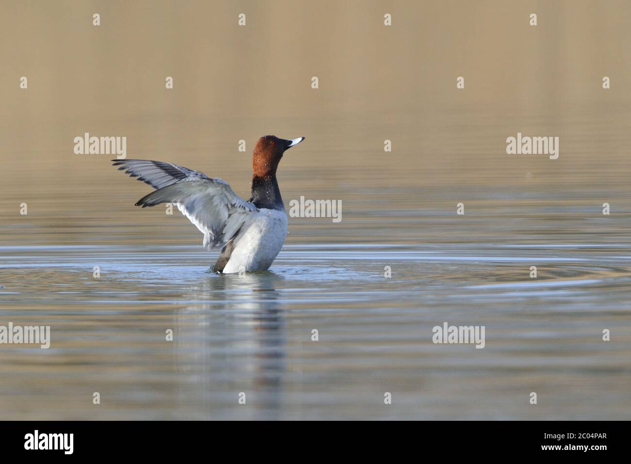 Moriglione Foto Stock