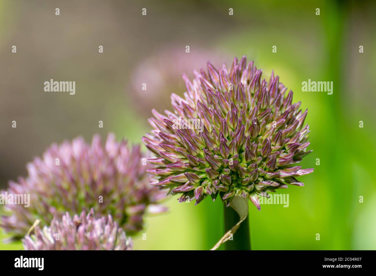 Il germoglio della cipolla gigante o dell'allium giganteum è una varietà asiatica di cipolla. Foto Stock