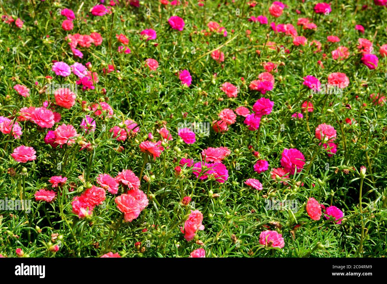 Fuoco morbido di porslane comuni, Verdolaga, Pigweed, Little Hogweed, Pusley o fiori di Portulaca Foto Stock