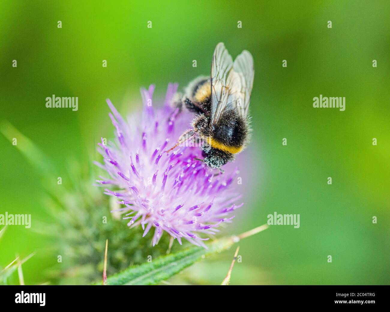 Un'ape bumble che cerca il nettare da un fiore del thistle. Foto Stock