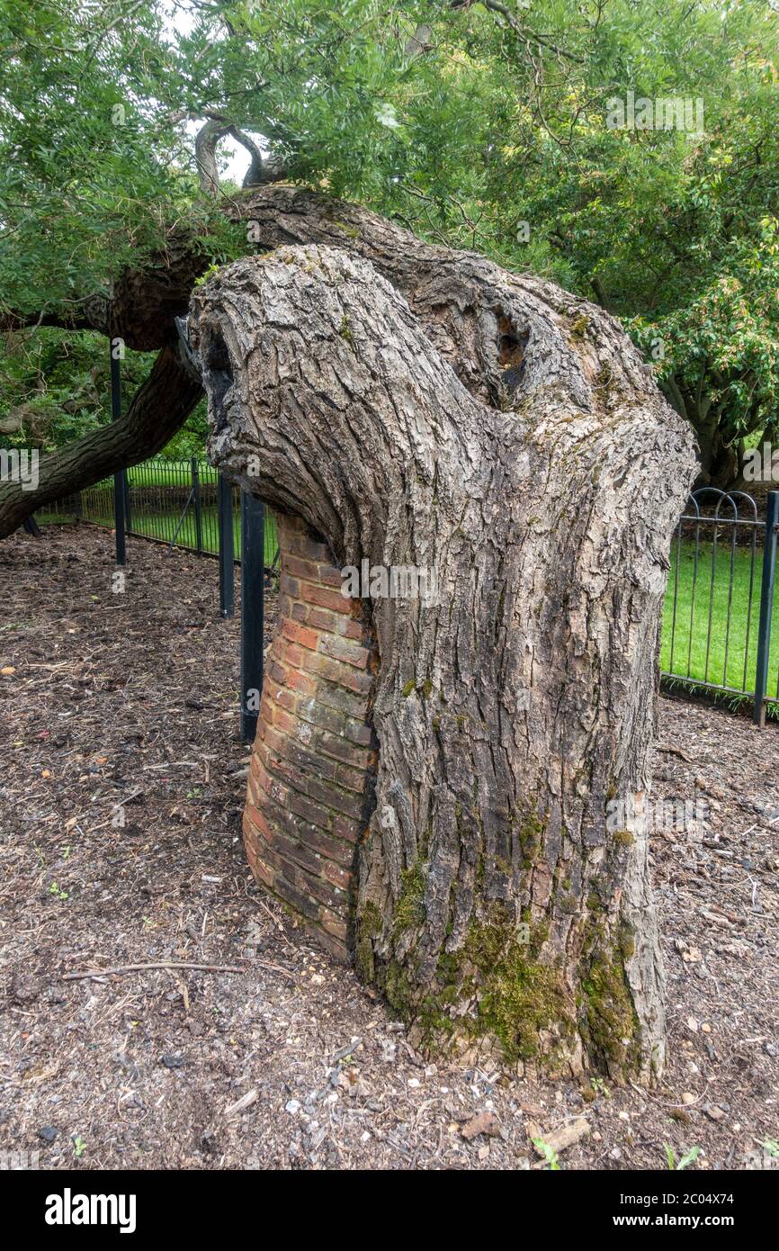 L'albero della pagoda giapponese, uno dei "vecchi leoni" di Kew, nei Royal Botanic Gardens, Kew, Richmond upon Thames, Inghilterra, Regno Unito. Foto Stock