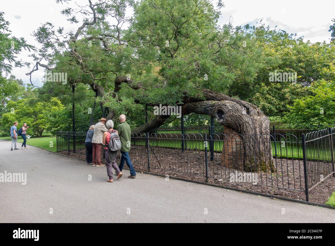 L'albero della pagoda giapponese, uno dei "vecchi leoni" di Kew, nei Royal Botanic Gardens, Kew, Richmond upon Thames, Inghilterra, Regno Unito. Foto Stock