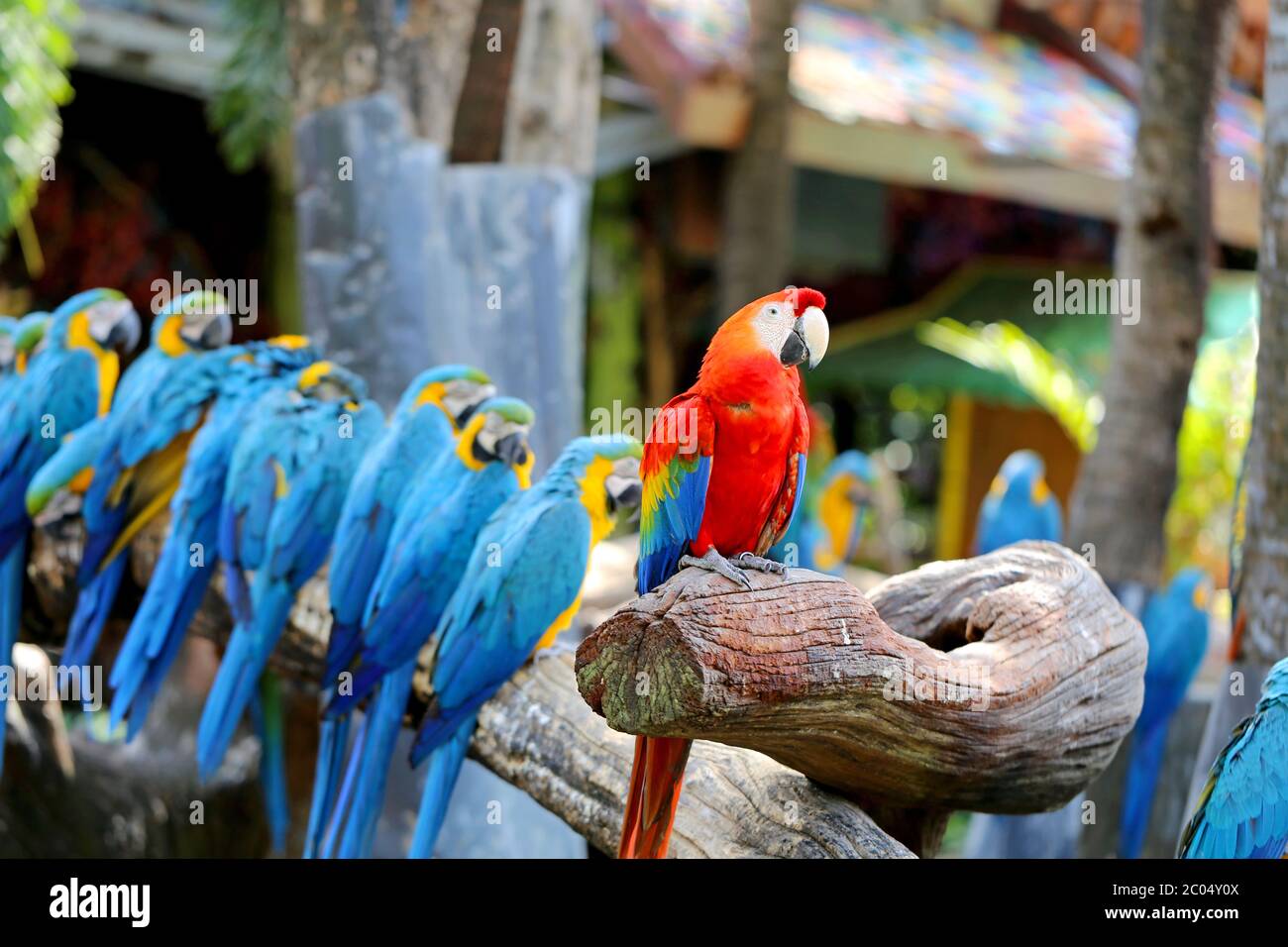 Grandi e bei macaws Foto Stock