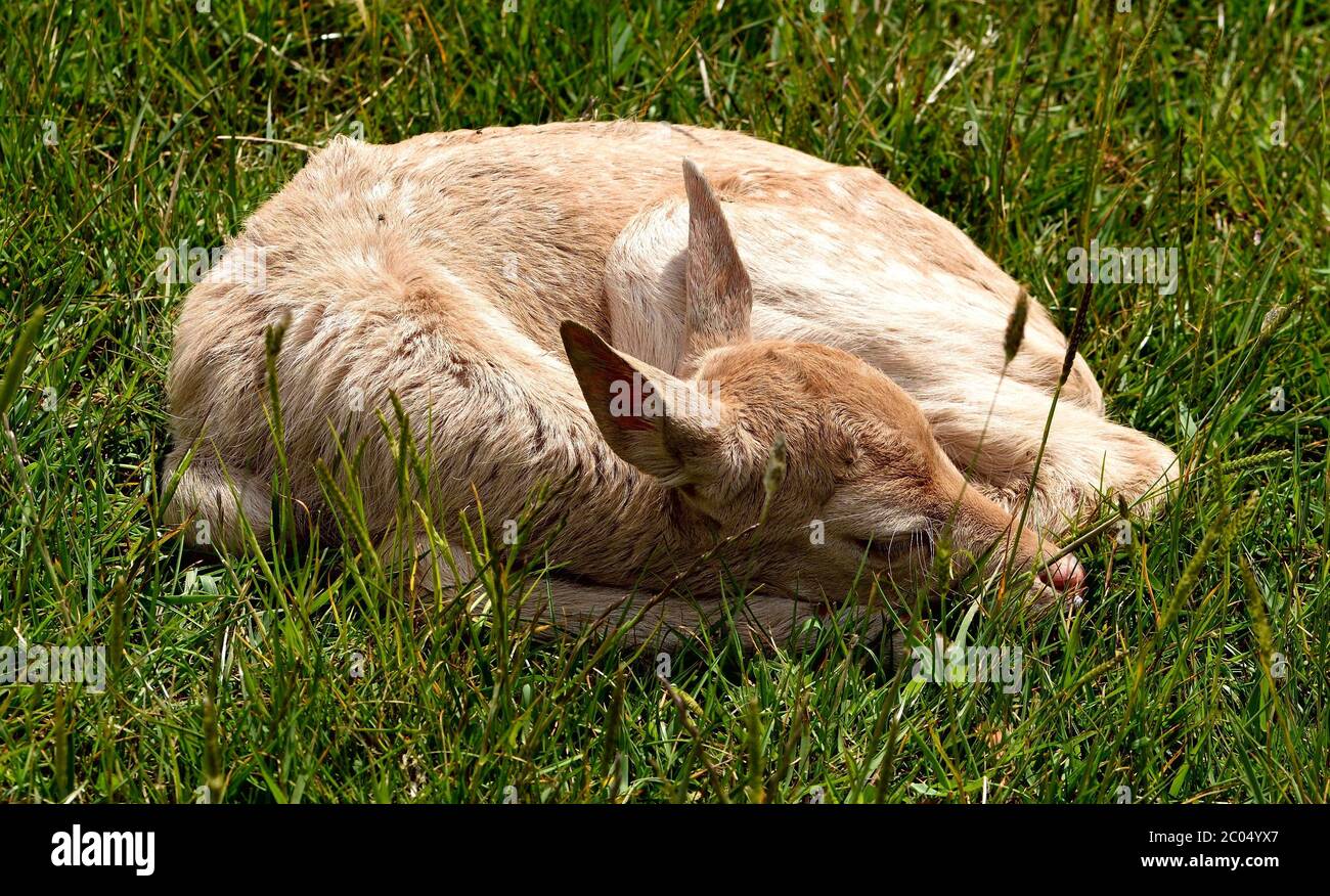 Un giovane Deer di favole che dorme al sole. Foto Stock