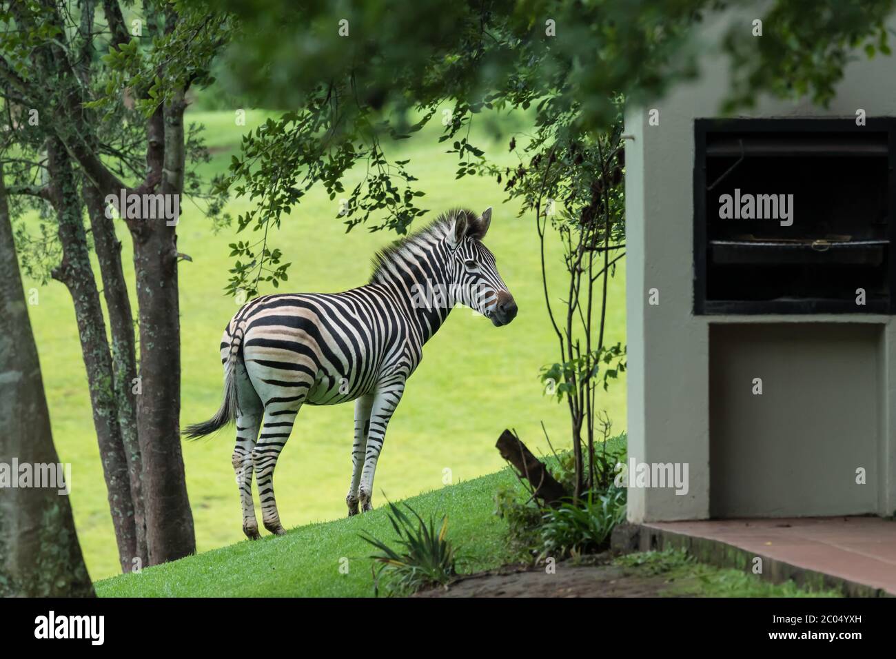 Zebra selvatica giovane o giovanile in piedi in un ambiente residenziale o urbano, conflitto umano animale di concetto in Sudafrica Foto Stock