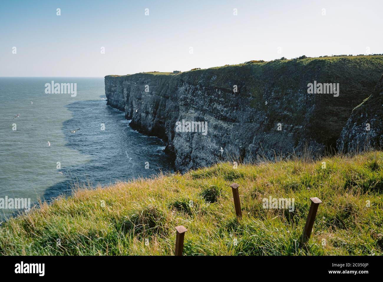 Le spettacolari scogliere di Fowlsheugh sono ricche di uccelli marini durante i mesi primaverili e estivi Foto Stock