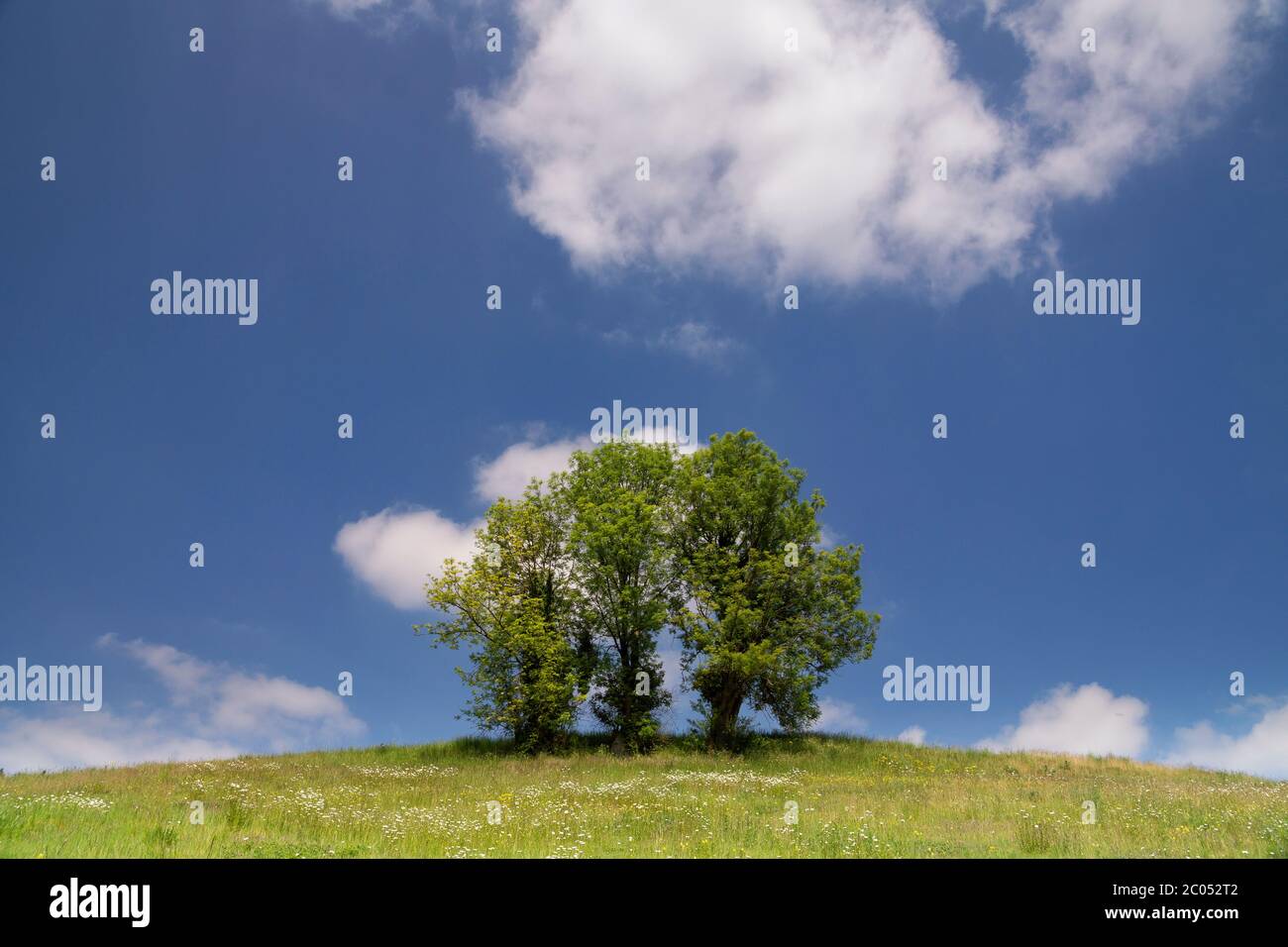 Paesaggio collinare con albero solitario Foto Stock