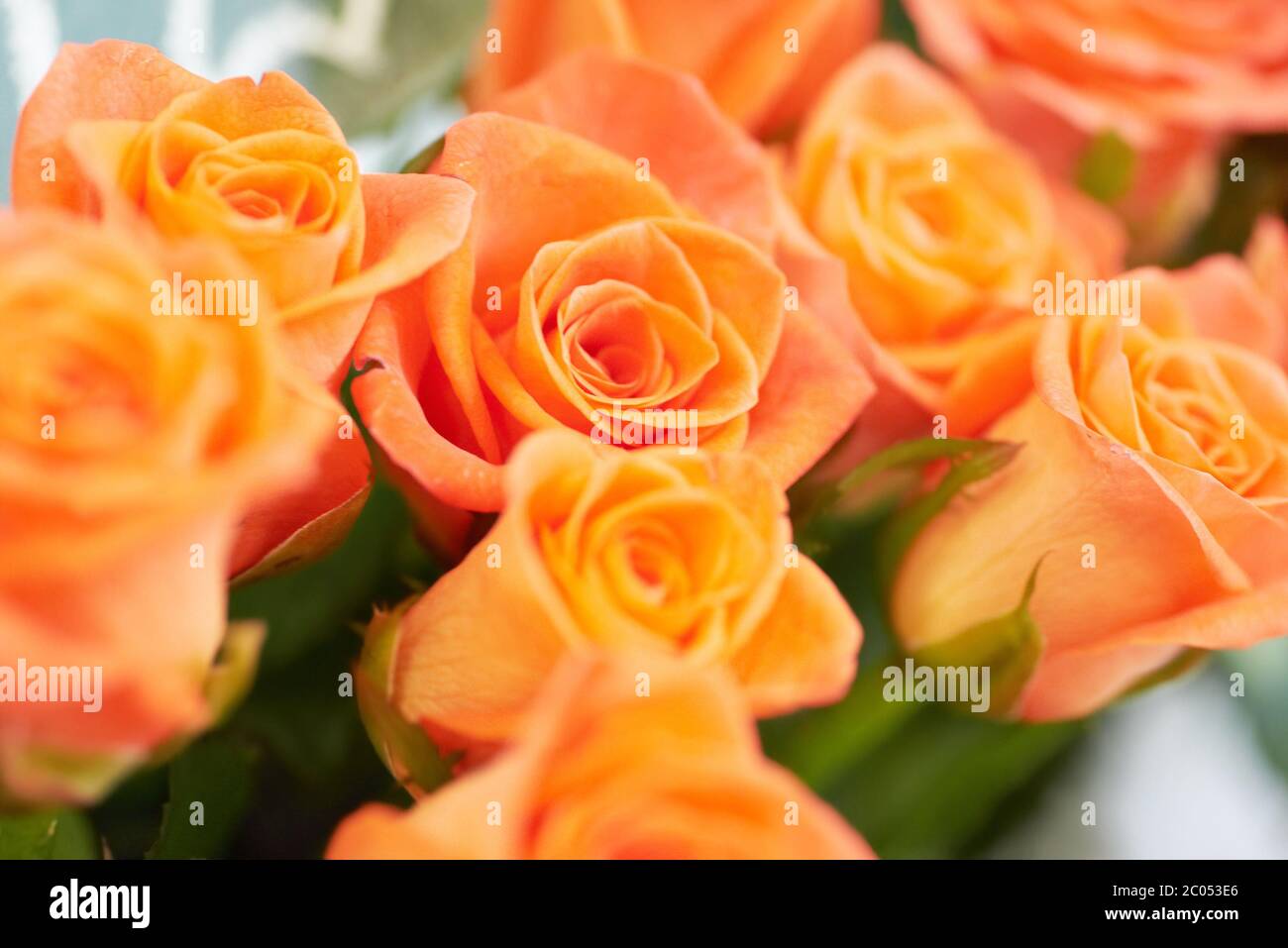 Mazzetto di bellissime rose Foto Stock