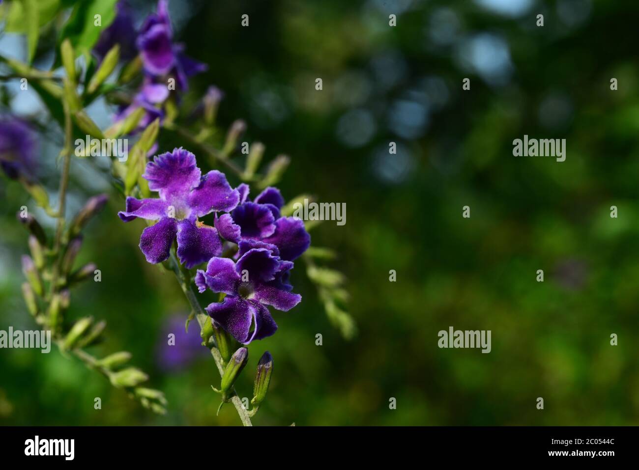 Duranta, Golden Dewdrop, Crepping Sky Flower, Pigeon Berry o Duranta erecta, fiore viola con sfondo foglie verdi Foto Stock