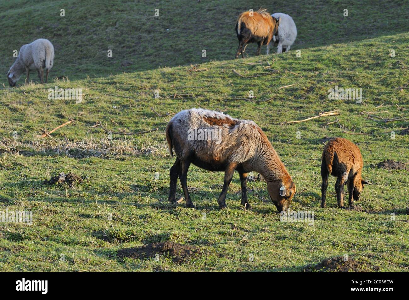 Delle pecore del Cameroun Foto Stock