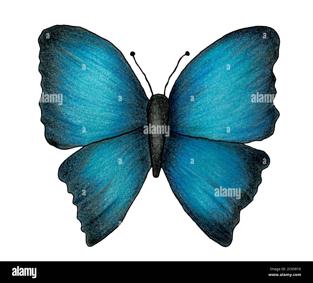 farfalla disegnata a mano blu e nero isolato su bianco, matita colorata illustrazione con farfalla tropicale Foto Stock