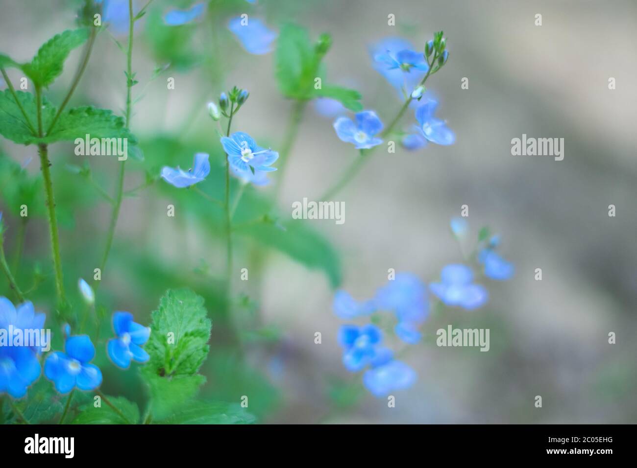 Minuscolo bokeh floreale di fiori blu. Veronica persica - birdeye speedwell, campo comune-speedwell, persiano speedwell, uccello-occhio o inverno speedwell. Foto Stock