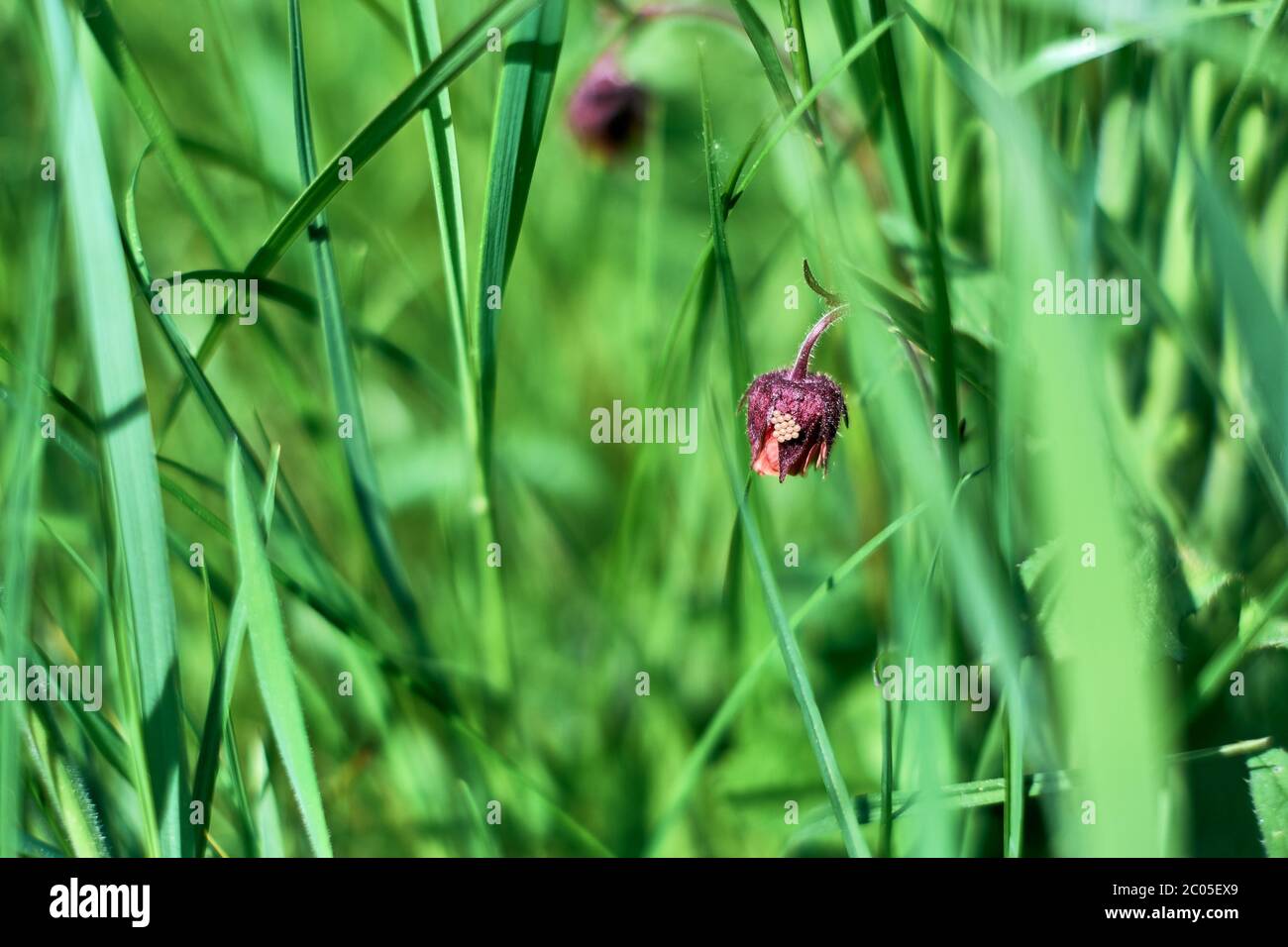 Mosaico di uova. Bug verde del sud - bug verde vegetale, bug verde scudo, viridula nezara - uova su un bel fiore viola tra erba fresca. Foto Stock