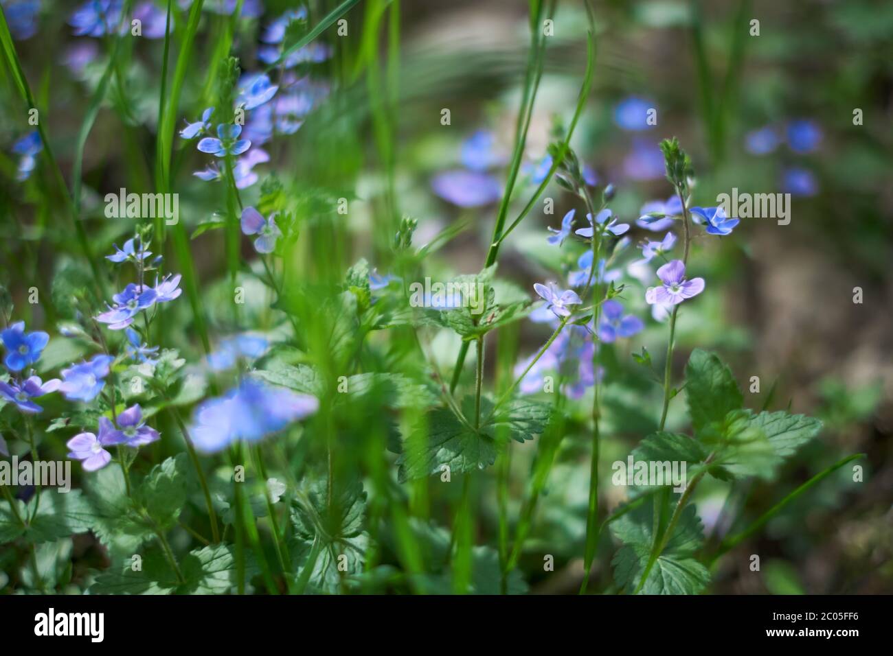 Tiny viola fiori selvatici bokeh floreale. Messa a fuoco morbida e poco profonda. Veronica persica - birdeye speedwell, campo comune speedwell o persiano speedwell. Foto Stock