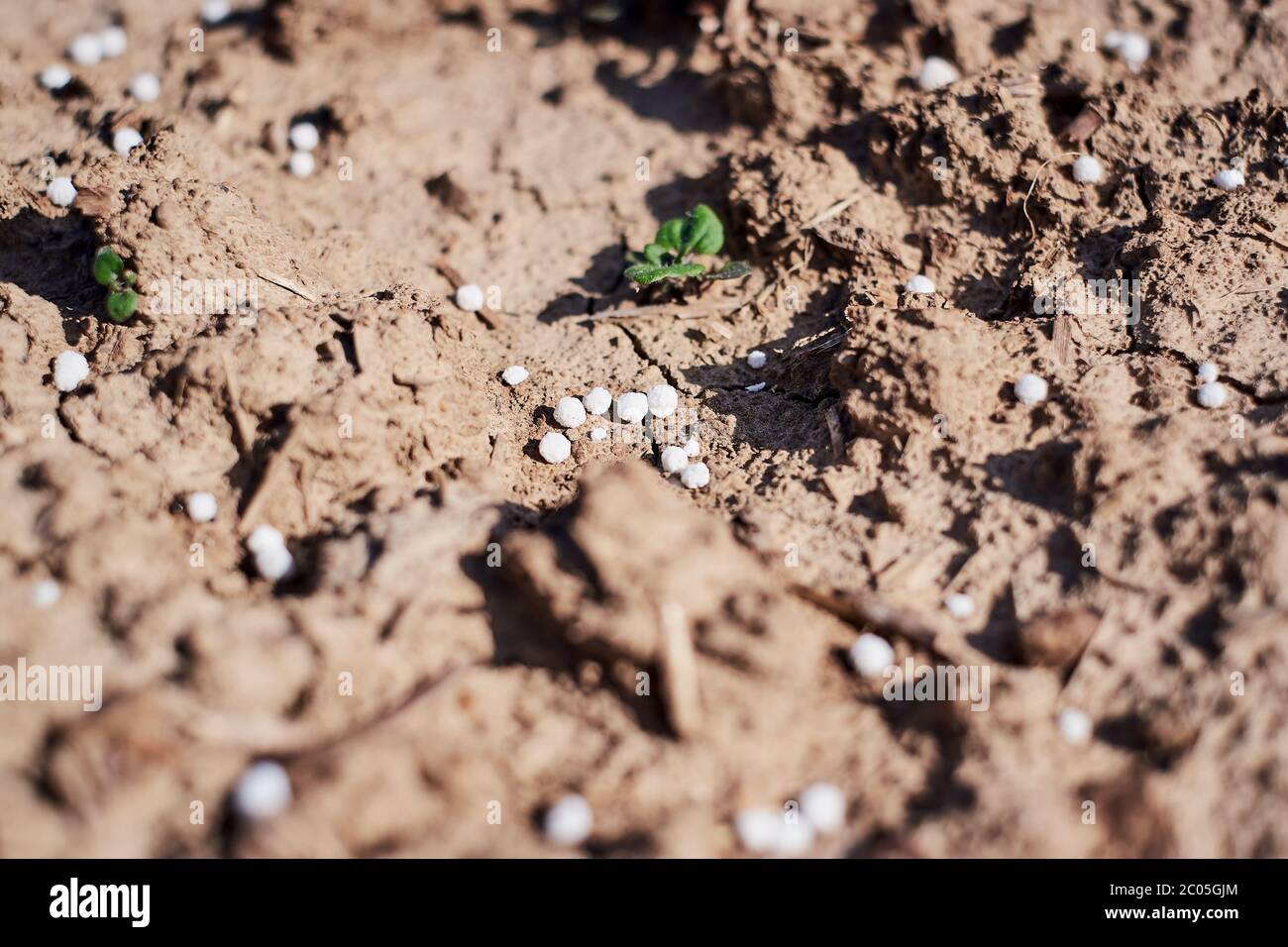 Fertilizzante di azoto artificiale su suolo marrone. Palline di concime minerale bianche - urea (carbamide) con piccole piante non biologiche per bambini e germogli. Foto Stock