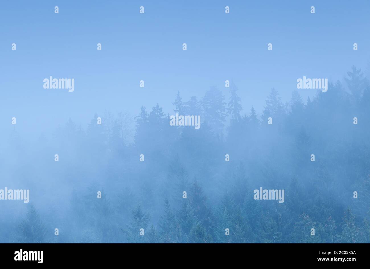 bosco di conifere in nebbia fitta Foto Stock