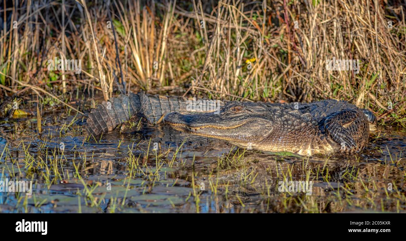 Alligatore adulto al bordo di una palude, in parte in acqua crogiolarsi al sole nella Georgia meridionale vicino al confine con la Florida Inverno 2020 febbraio Foto Stock