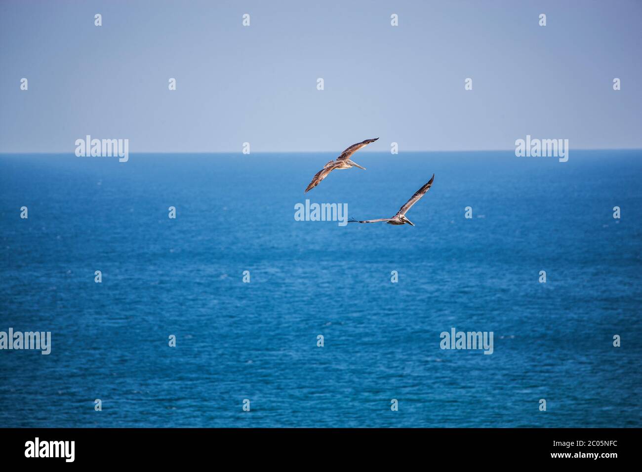 Due pellicani bruni sono mostrati in voli che si innalzano sopra il Golfo del Messico con ali sparse contro un cielo blu e un'acqua blu senza nuvole Foto Stock