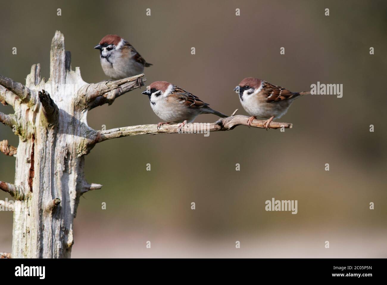 Passera di alberi (Passer montanus) UK Foto Stock