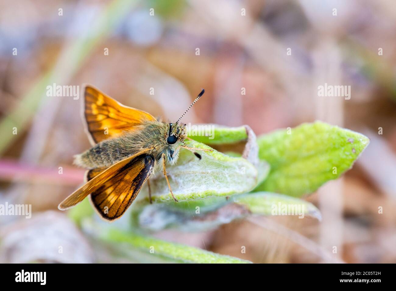 Femmina grande Skipper farfalla a riposo Foto Stock