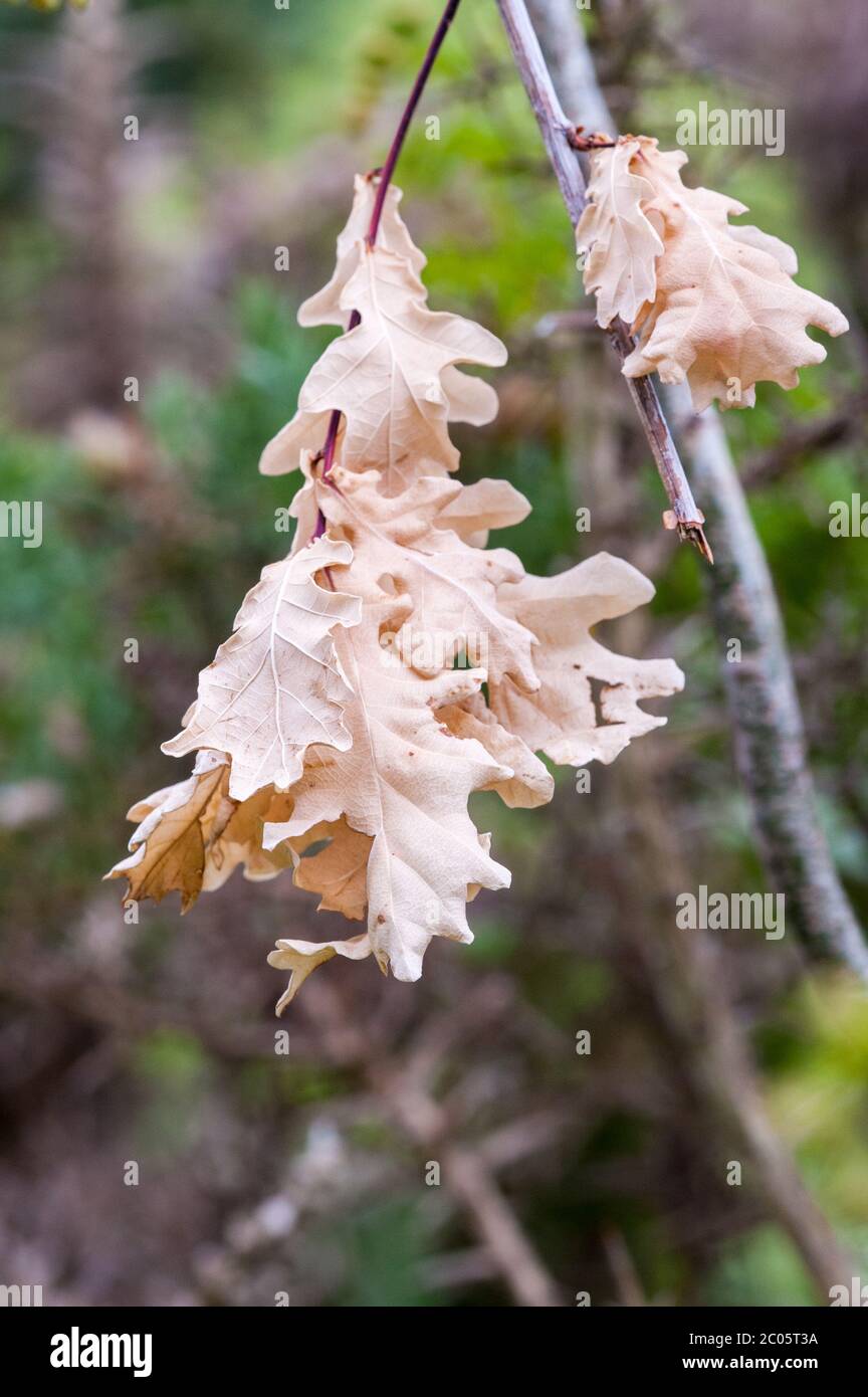 foglie di quercia sbiancate appese all'albero Foto Stock