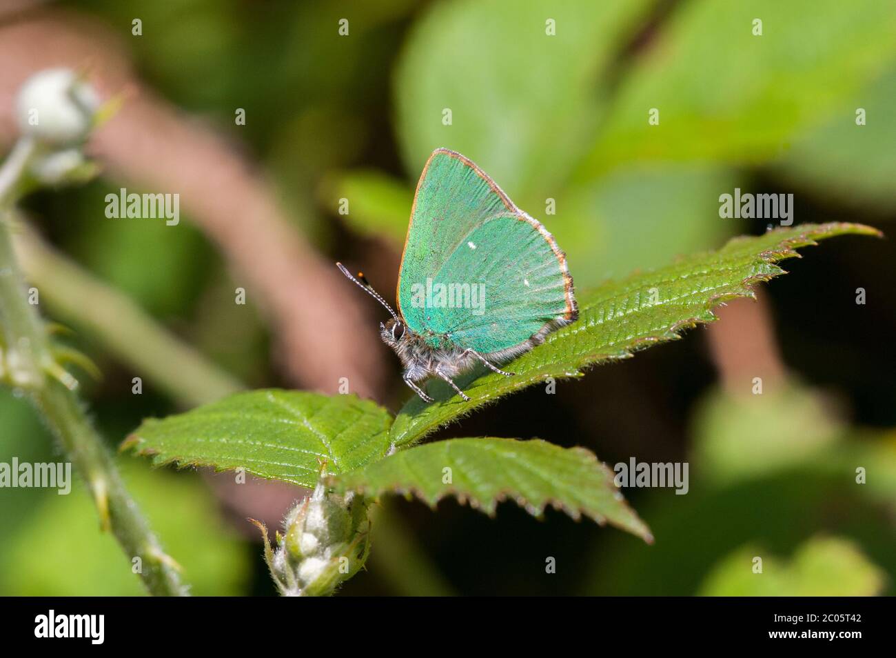 Farfalla verde Hairstreak poggiata sulla foglia Foto Stock