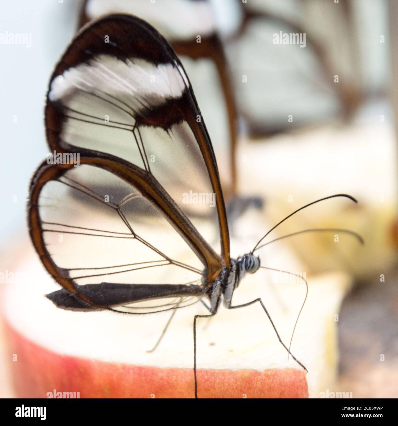 Primo piano di farfalla con alata di vetro Greta morgane Foto Stock