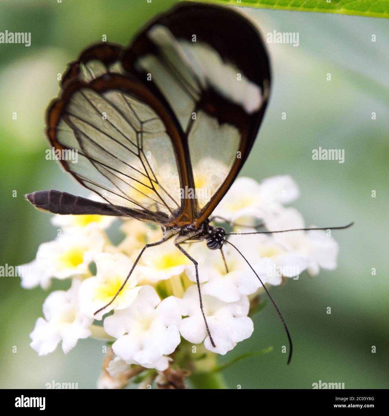 Primo piano di farfalla con alata di vetro Greta morgane Foto Stock