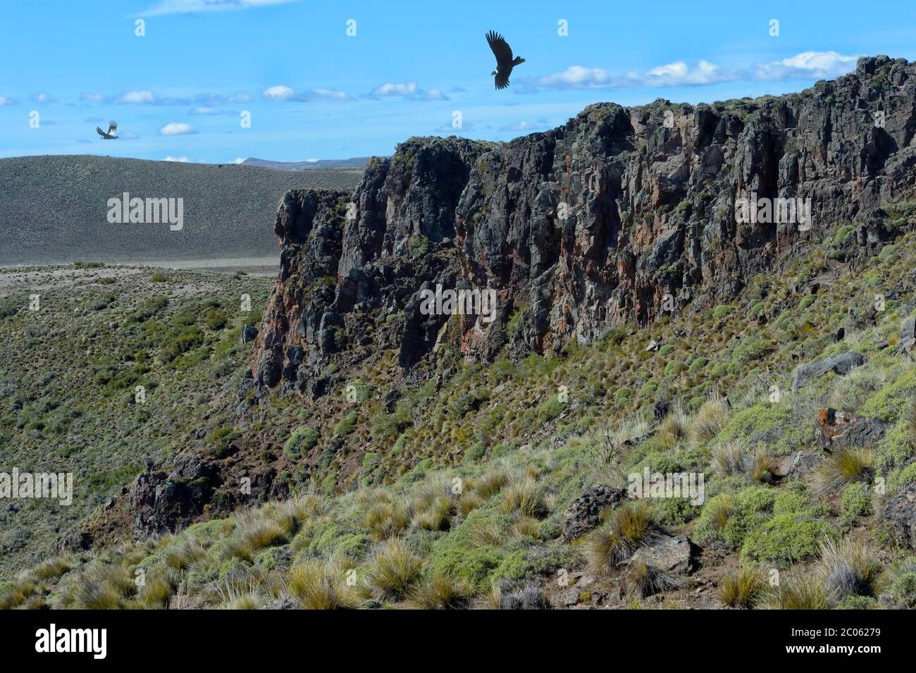 Andino Condor (Vultur gryphus) che sorvola alte scogliere, Coyhaique Alto, Regione di Aysen, Patagonia, Cile Foto Stock